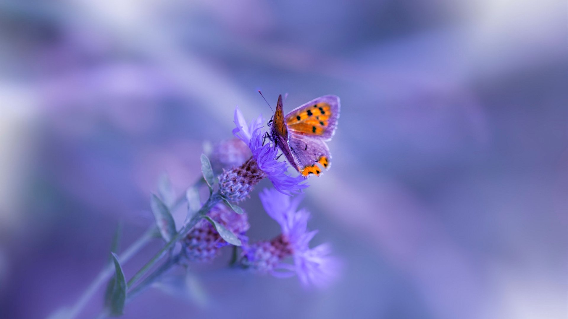 体育新闻中心发布体育短视频传播效果分析报告，体育短视频创作