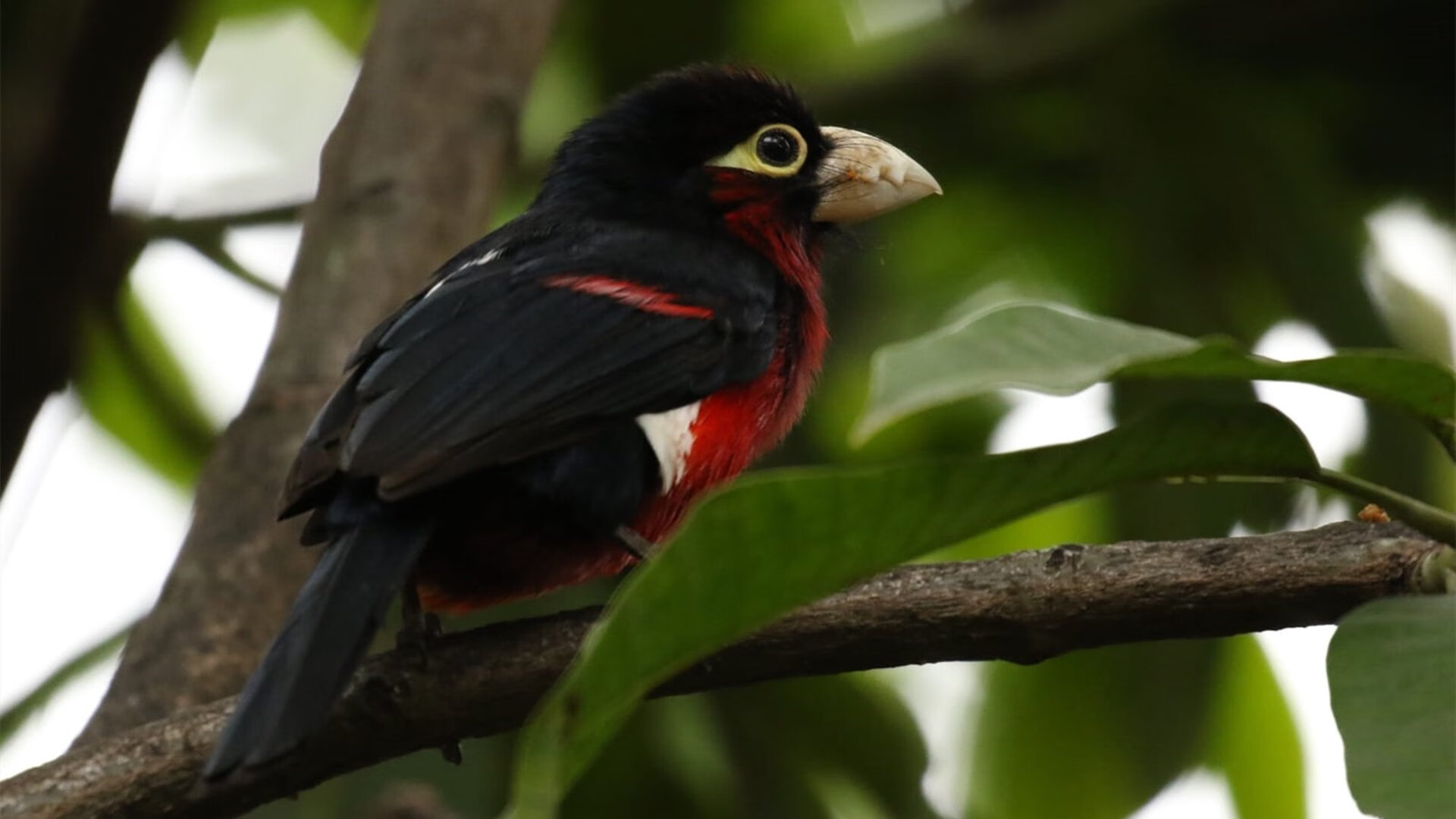 分段数据揭示澳女队战术层次，澳中部女联篮球